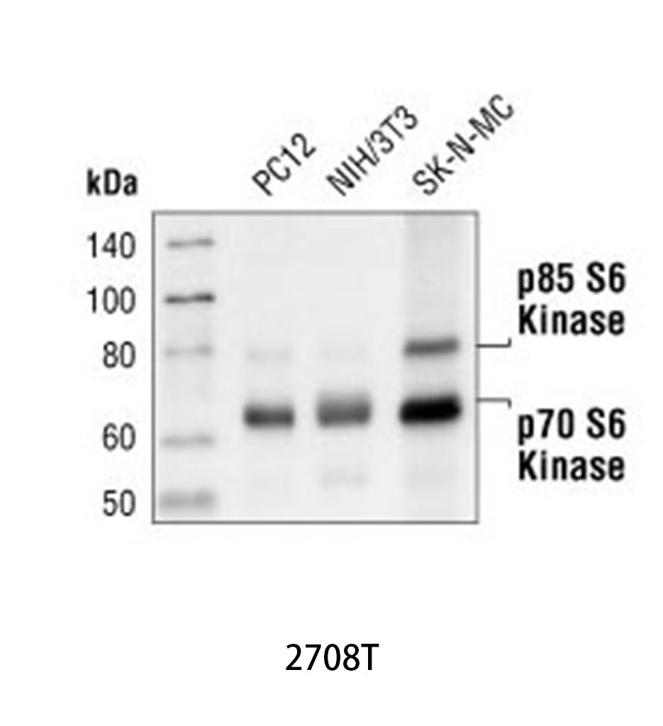 Bcl-xL (54H6) Rabbit mAb