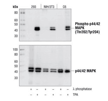 NFAT2 (D15F1) Rabbit mAb