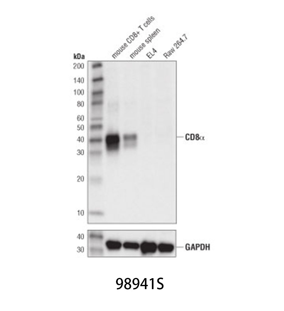 MAP2 (D5G1) XP Rabbit mAb