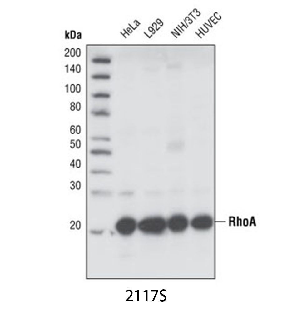 RhoA (67B9) Rabbit mAb