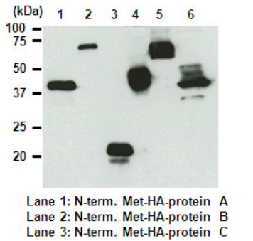 Anti-HA-tag mAb