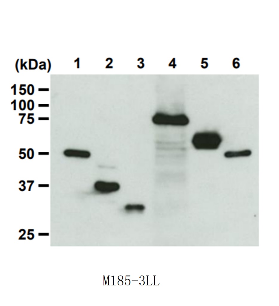 Anti-DDDDK-tag mAb