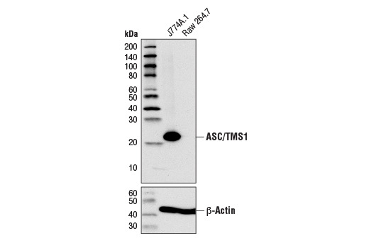 ASC/TMS1 (D2W8U) Rabbit mAb (Mouse Specific)