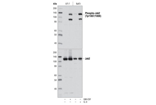 Phospho-Jak2 (Tyr1007/1008) (C80C3) Rabbit mAb