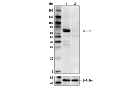 SHP-2 (D50F2) Rabbit mAb