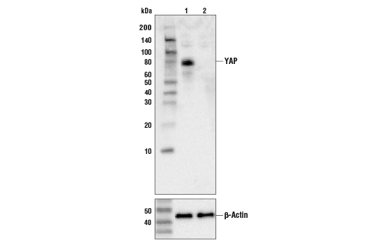 YAP Antibody