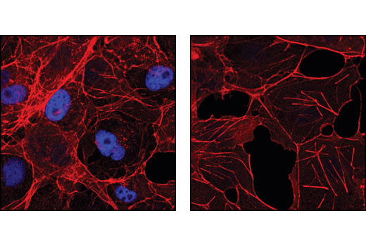 Myc-Tag (9B11) Mouse mAb (Alexa Fluor 647 Conjugate)