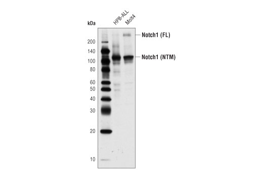 Notch1 (D6F11) XP Rabbit mAb