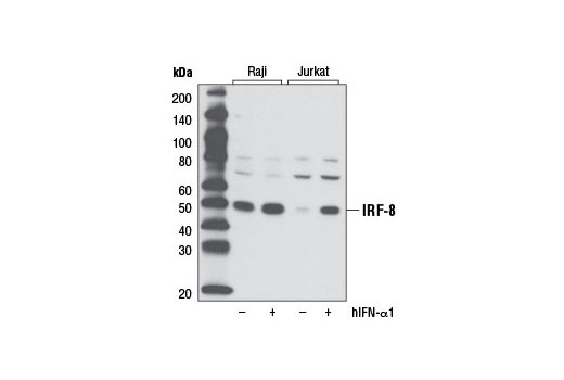 IRF-8 (D20D8) Rabbit mAb