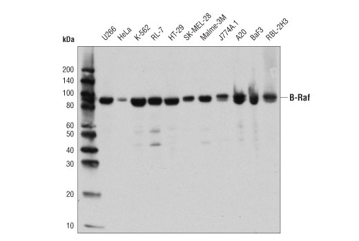 B-Raf (D9T6S) Rabbit mAb