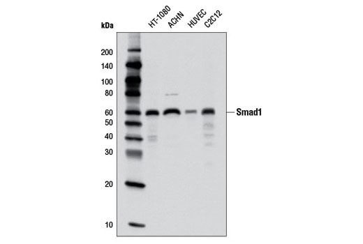 Smad1 (D59D7) XP Rabbit mAb