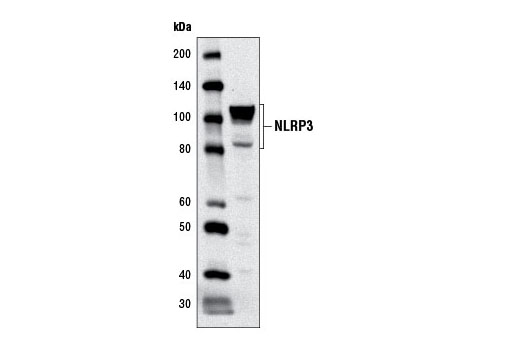 NLRP3 (D2P5E) Rabbit mAb
