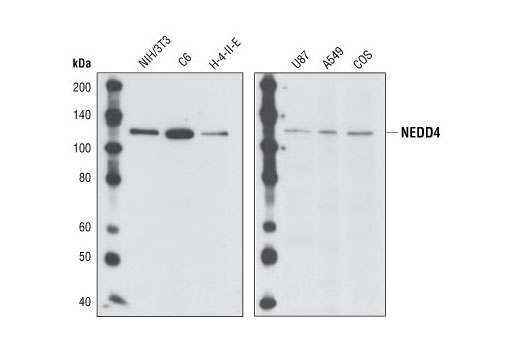 NEDD4 Antibody