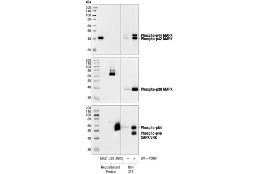 Phospho-SAPK/JNK (Thr183/Tyr185) (98F2) Rabbit mAb