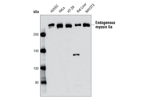 Myosin IIa Antibody