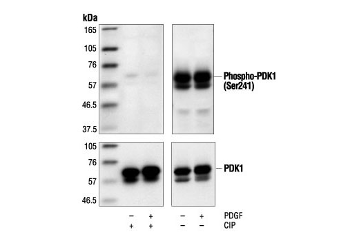 Phospho-PDK1 (Ser241) Antibody