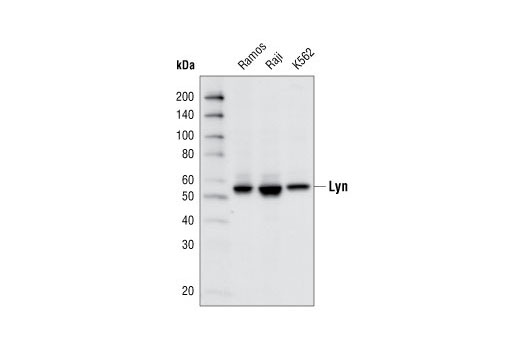 Lyn (C13F9) Rabbit mAb