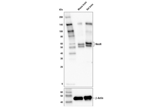 NeuN (E4M5P) Mouse mAb