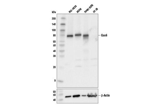 GAS6 (D3A3G) Rabbit mAb
