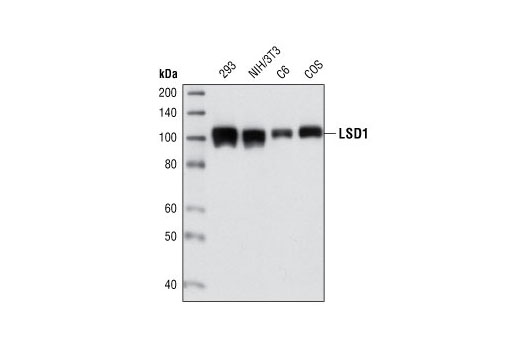 LSD1 (C69G12) Rabbit mAb