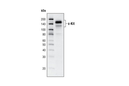 c-Kit (Ab81) Mouse mAb