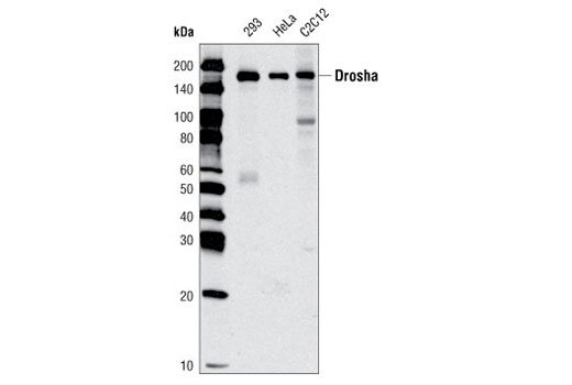 Drosha (D28B1) Rabbit mAb