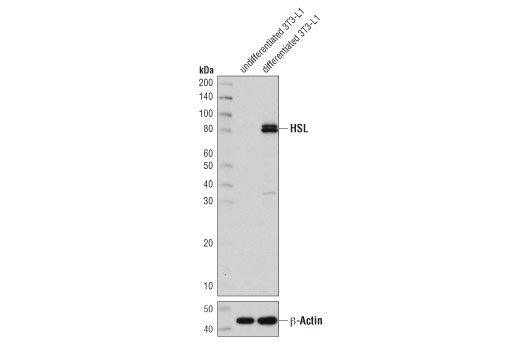 HSL (D6W5S) XP Rabbit mAb