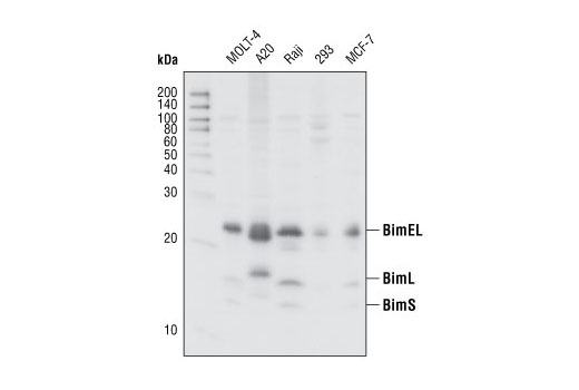 Bim Antibody