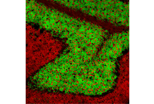 NeuN (D4G4O) XP Rabbit mAb (Alexa Fluor 488 Conjugate)