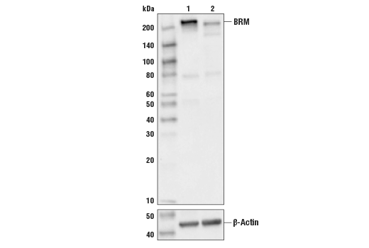 BRM (D9E8B) XP Rabbit mAb
