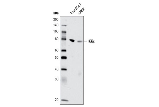 IKKε (D61F9) XP Rabbit mAb