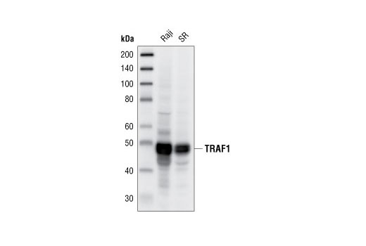 TRAF1 (45D3) Rabbit mAb