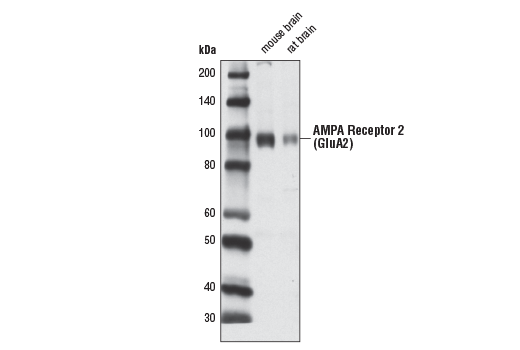 AMPA Receptor 2 (GluA2) (D39F2) Rabbit mAb