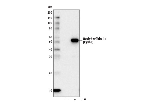 Acetyl-α-Tubulin (Lys40) (D20G3) XP Rabbit mAb (HRP Conjugate)