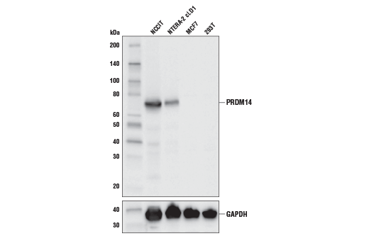 PRDM14 (E1D5S) XP Rabbit mAb
