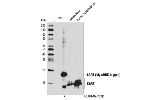 CART (D6M2M) Rabbit mAb