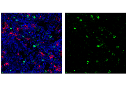 Ly-6G/Ly-6C (Gr-1) (RB6-8C5) Rat mAb