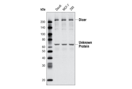Dicer Antibody