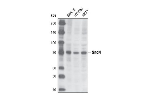 SnoN Antibody