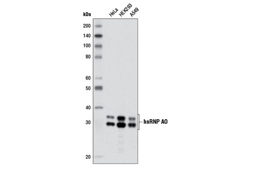 hnRNP A0 (D8A3) XP Rabbit mAb