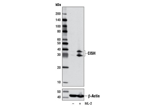 CISH (D4C10) Rabbit mAb