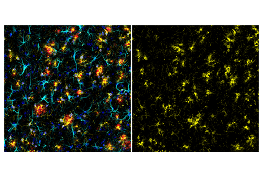 Iba1/AIF-1 (E4O4W) XP Rabbit mAb (Alexa Fluor 555 Conjugate)
