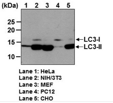 Anti-LC3 mAb