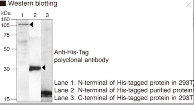 Anti-His-tag pAb