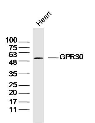 G蛋白偶联受体30抗体