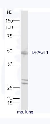DPAGT1蛋白抗体