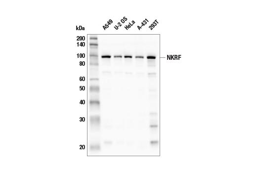 NKRF (E9G1T) Rabbit Monoclonal Antibody