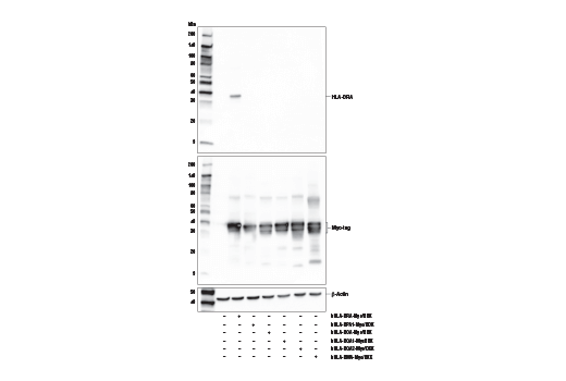 HLA-DRA (E9R2Q) XP Rabbit mAb