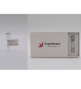 Recombinant Human FGF7