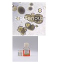 Gastric Cancer Organoid Kit胃癌